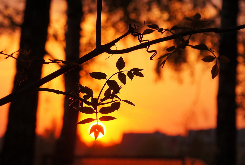 Майский золотой закат