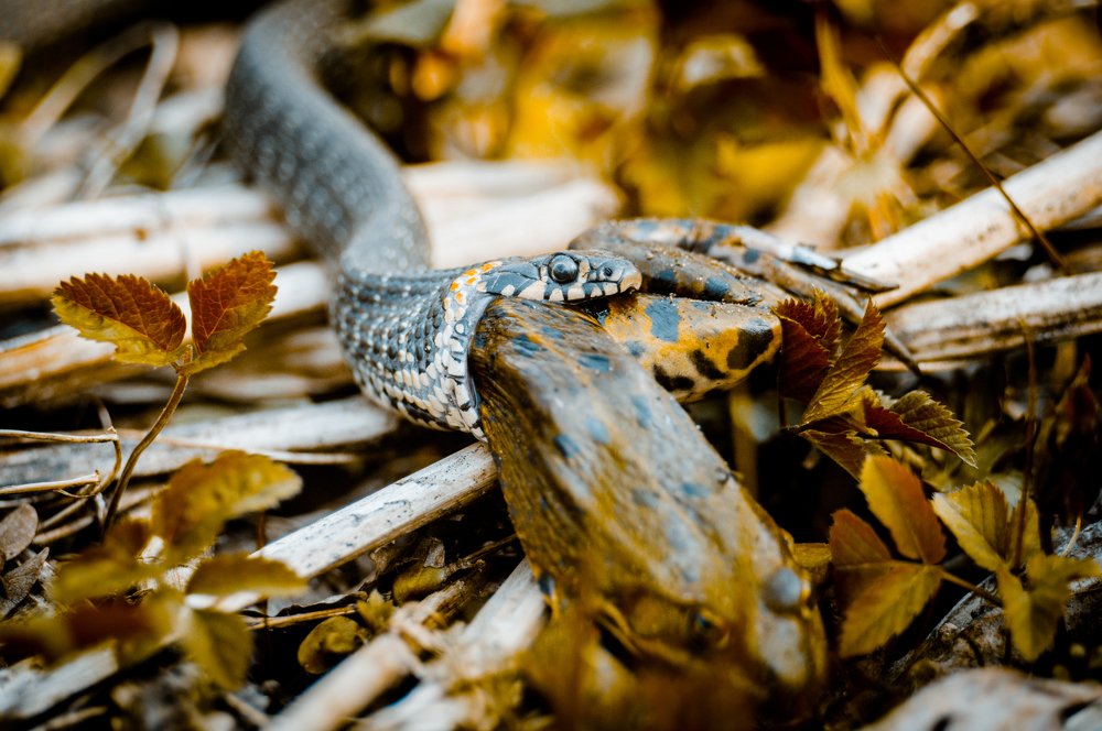 Snake & Frog