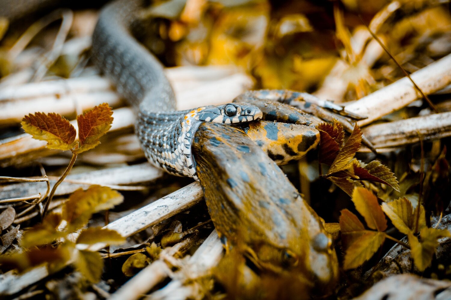 Snake & Frog