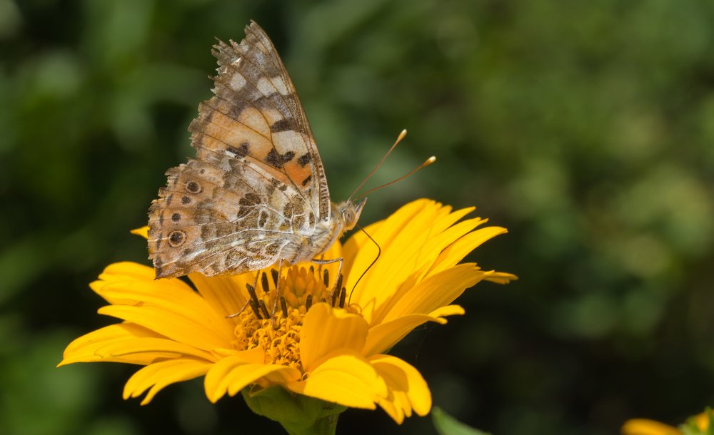 Photograph by Сергей Тригуб