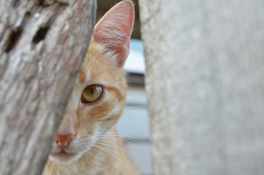 Одно ухо, один глаз, один нос, один рот -- полный минимум!