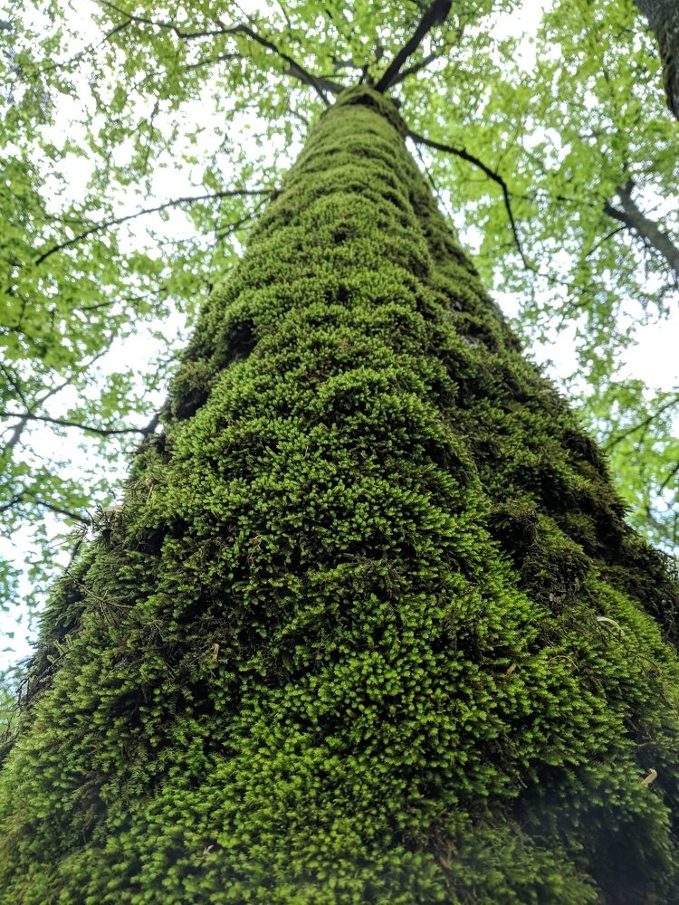 Где же север?