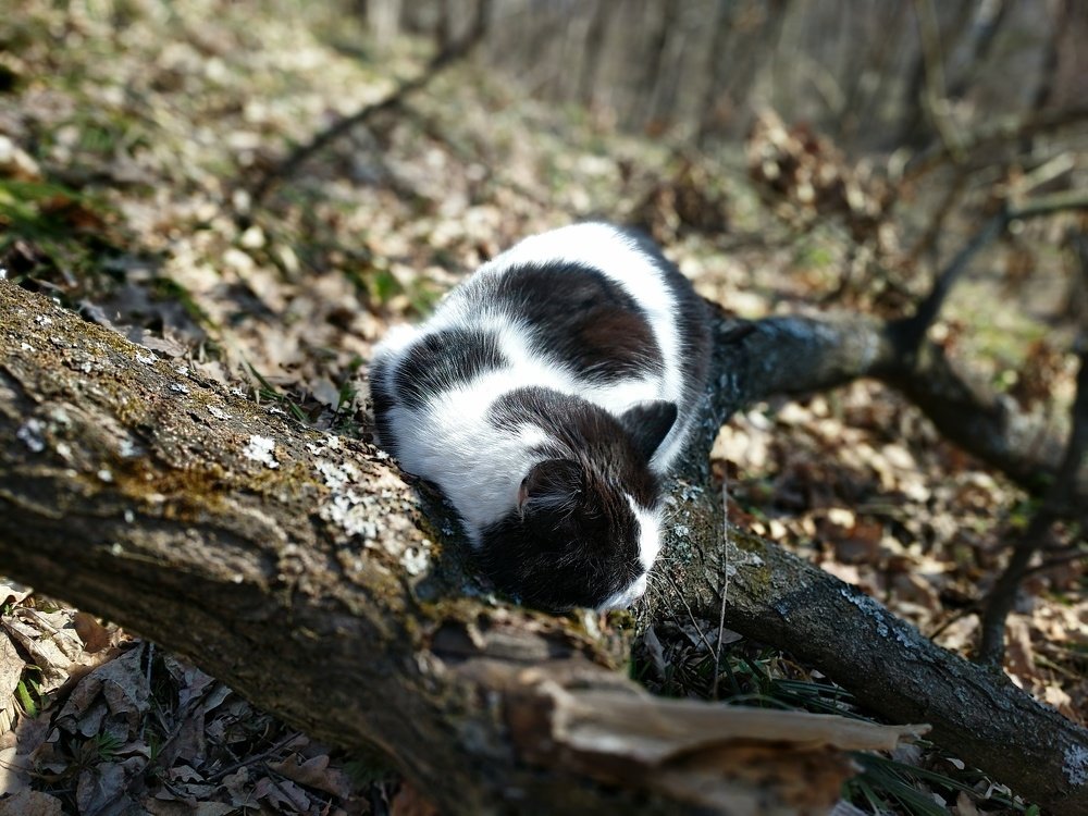 Хищник отдыхает