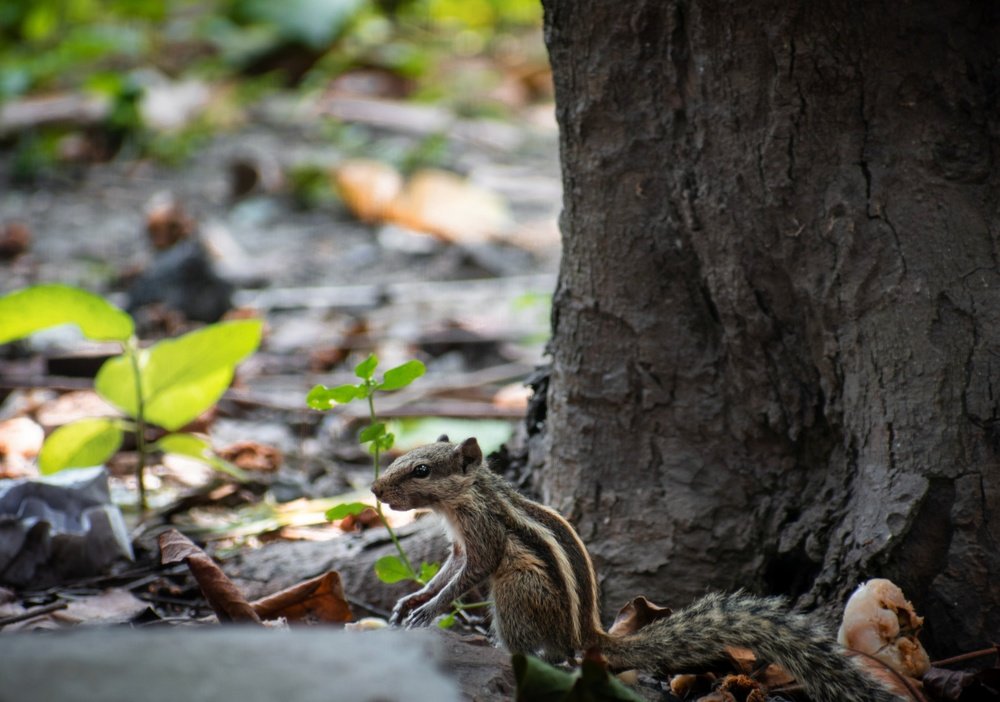 Delicacy of a squirrel