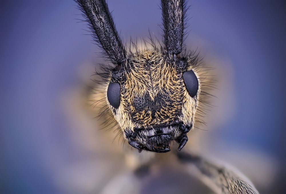 макро портрет