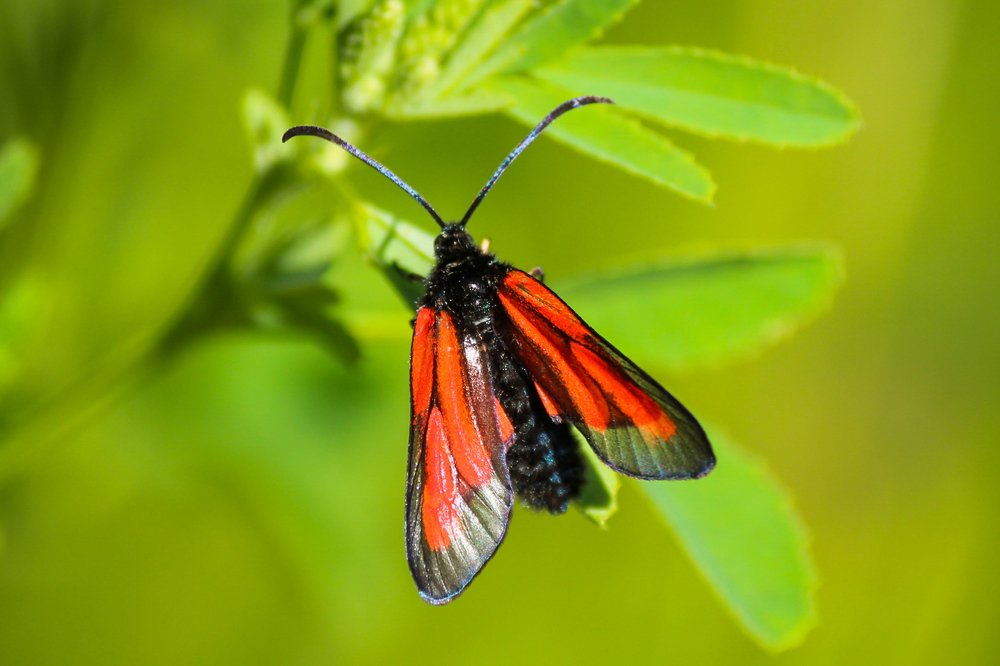 Краснокрылый