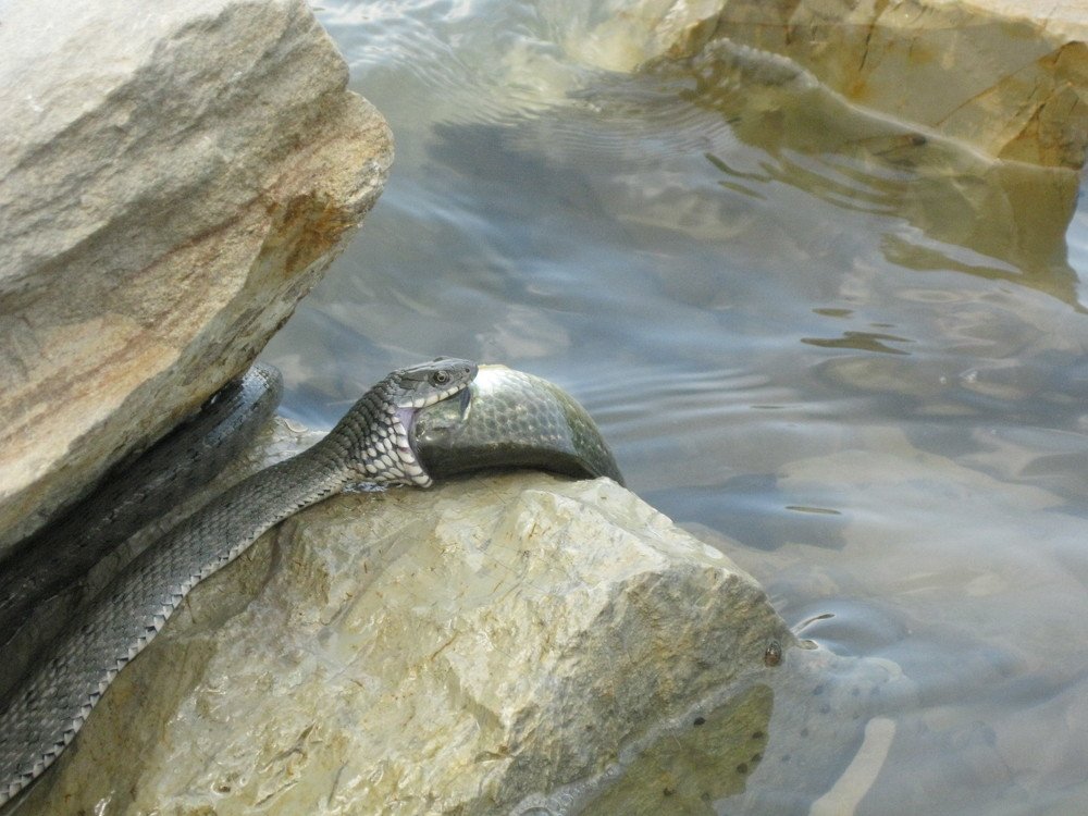 Photograph by Наталья Ковалёва