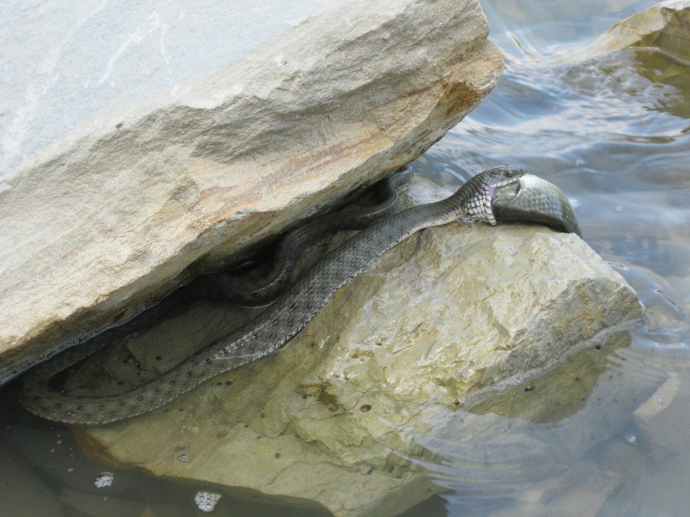 Photograph by Наталья Ковалёва