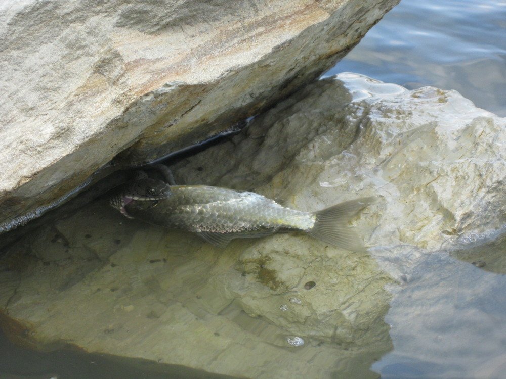 Photograph by Наталья Ковалёва