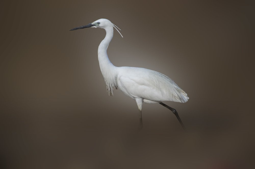 Photograph by Ahmad Abousamrah