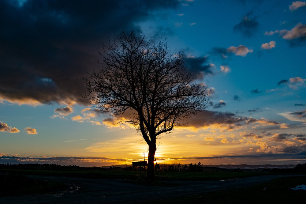 Sunset behind the tree