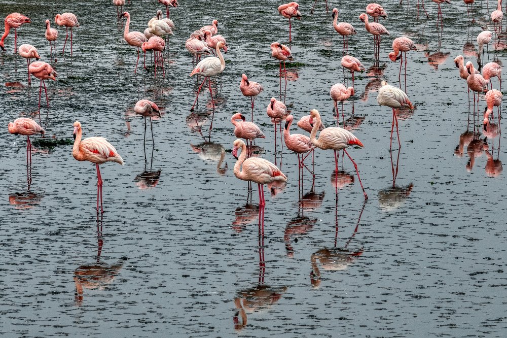 Розовые фламинго