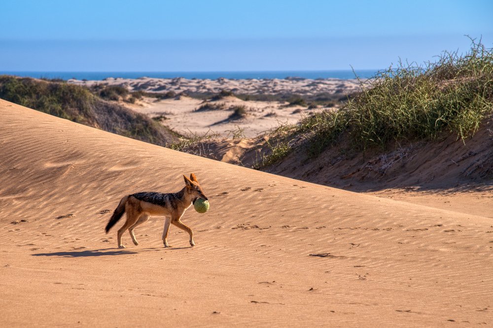 Бушменский арбуз