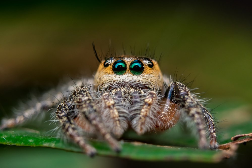 Blue eyes spider