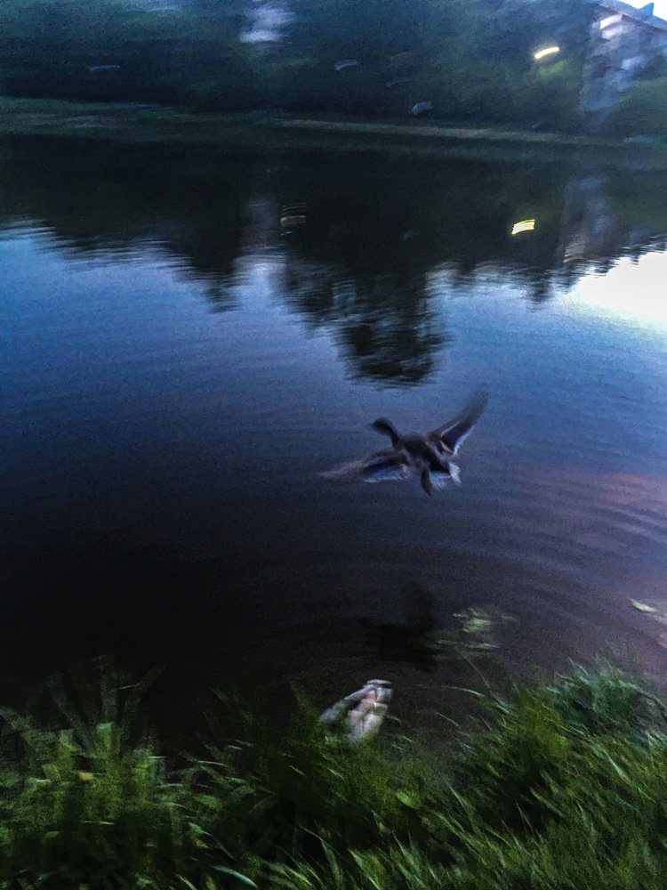 Полёт на пруду.