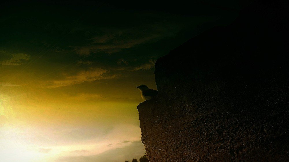 Bird in sunset