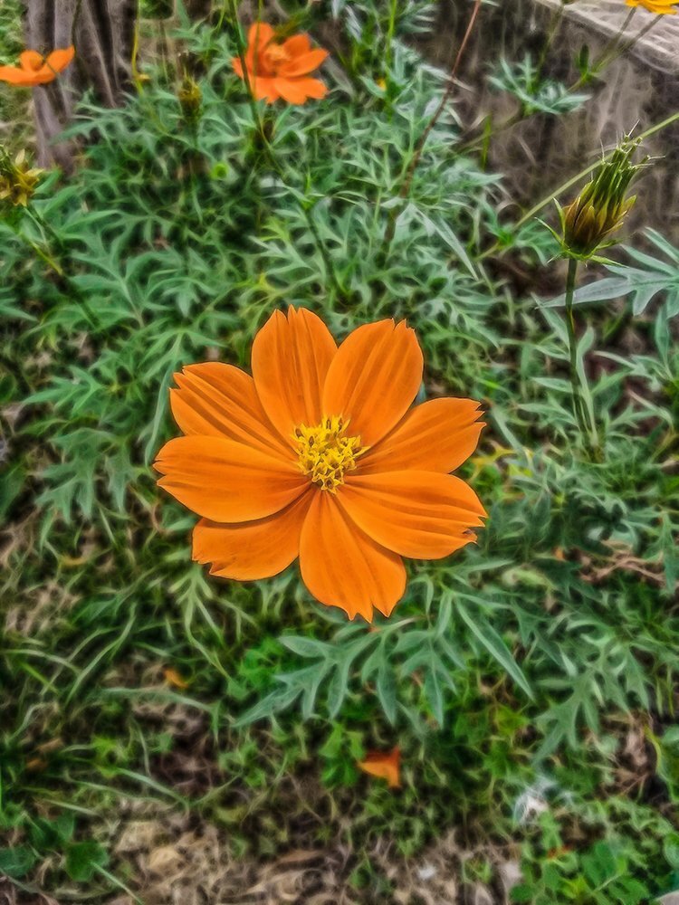 Electriflower III