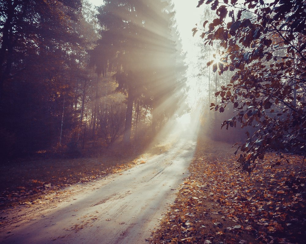 Туманное утро