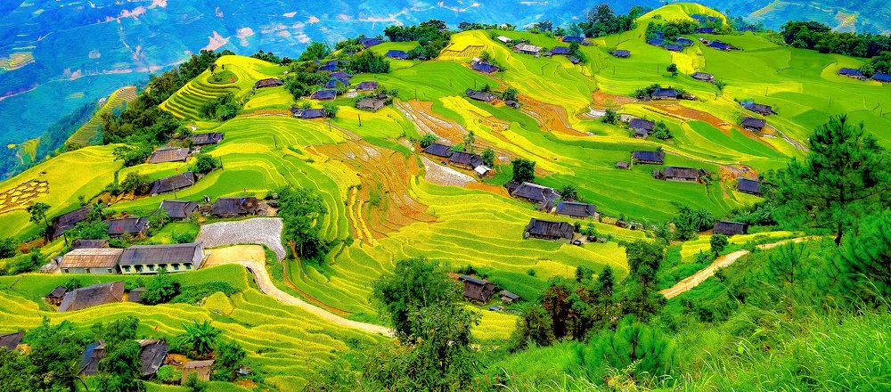 Rice Padding Field Hoang Su Phi