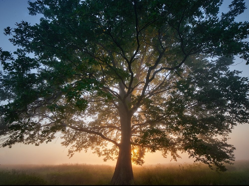 Золото в кронах