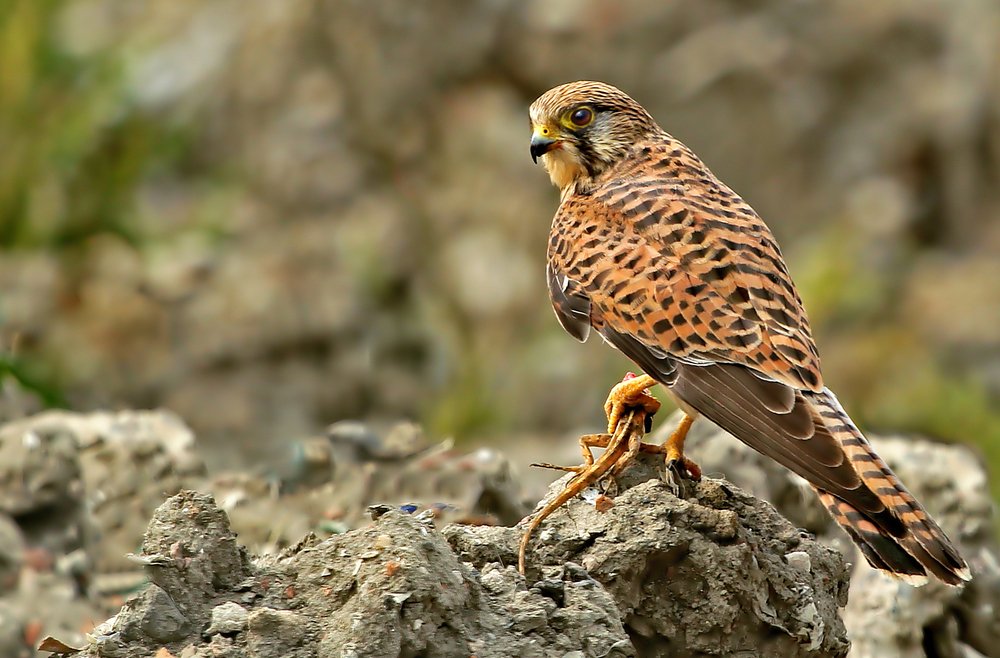 Gloating of the predator