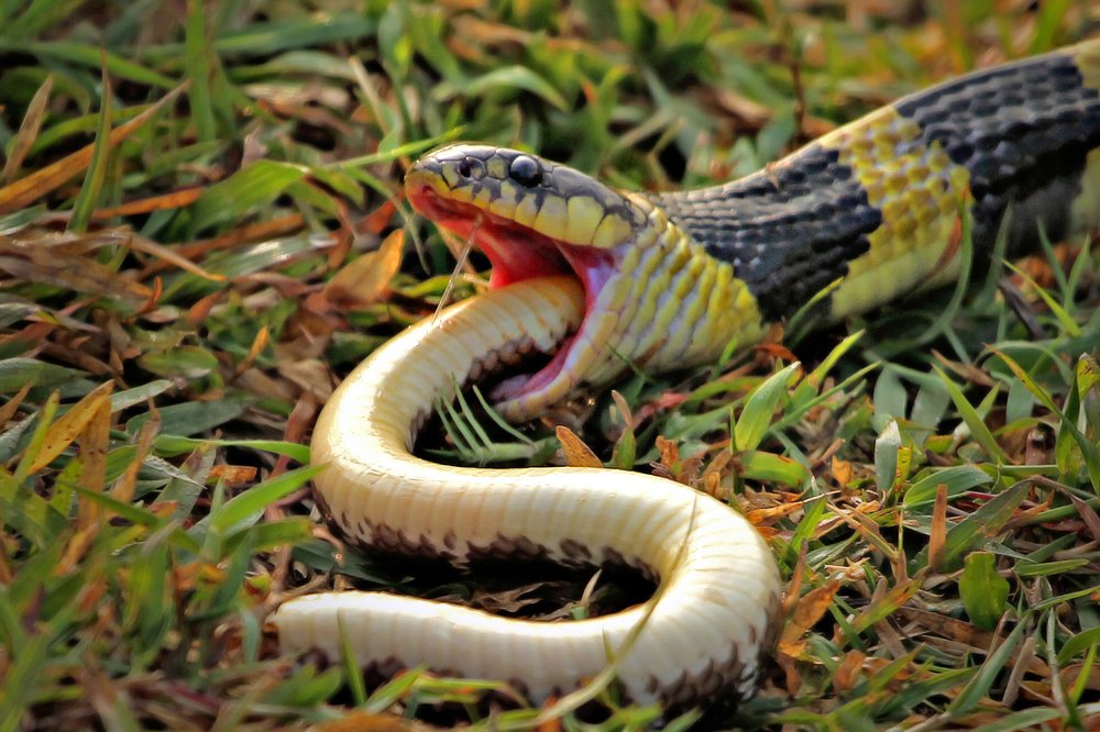 Predation doesn't knows kinship