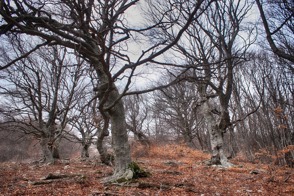 Осенний лес