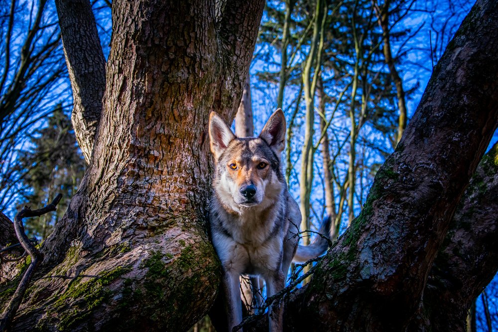 Wolf on the tree