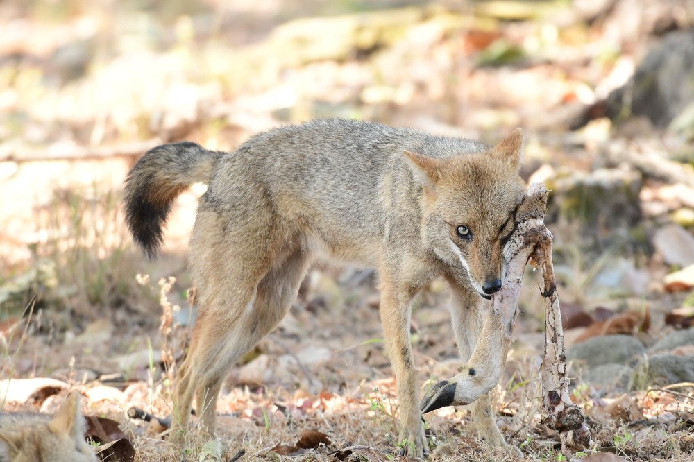 Belly Rules The Mind!