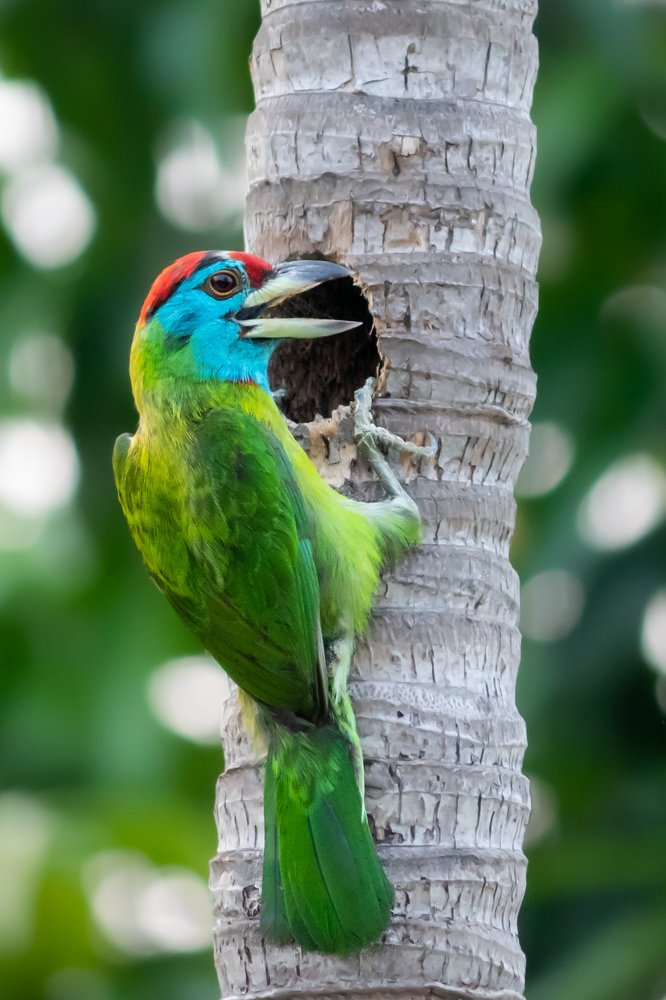 Black Throated Barbet