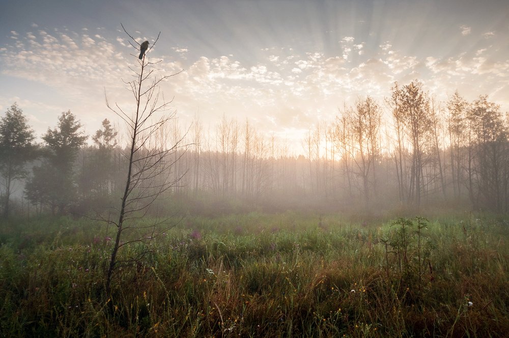 Утро на болоте
