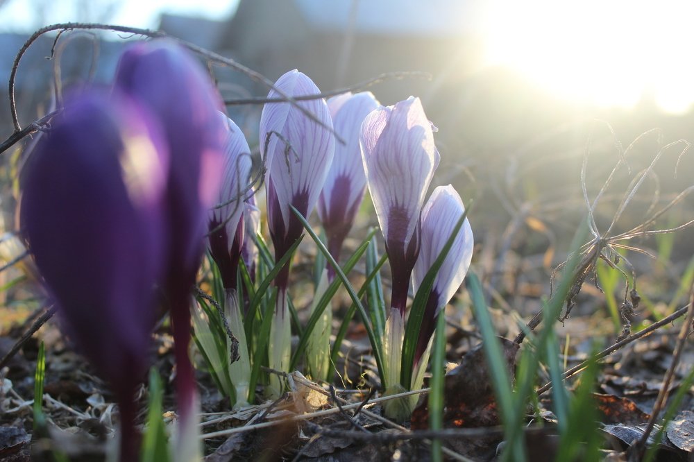 в лучах рассвета