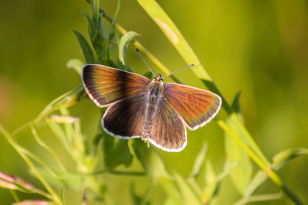 Перламутровка