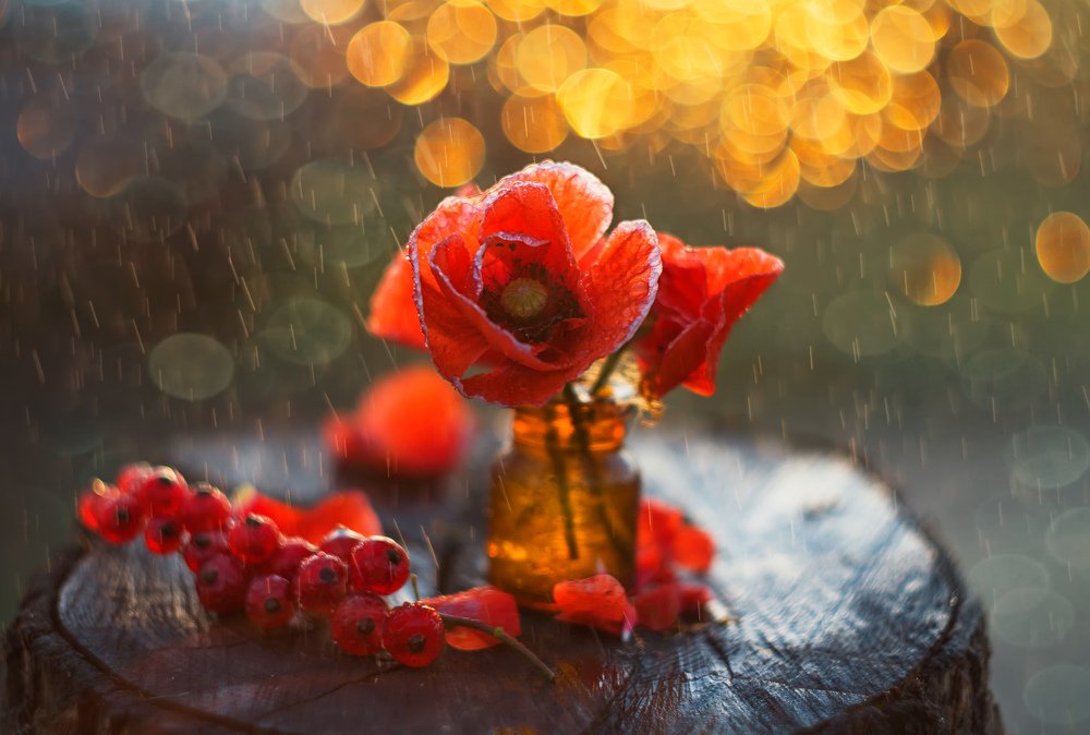 Маковый закат...