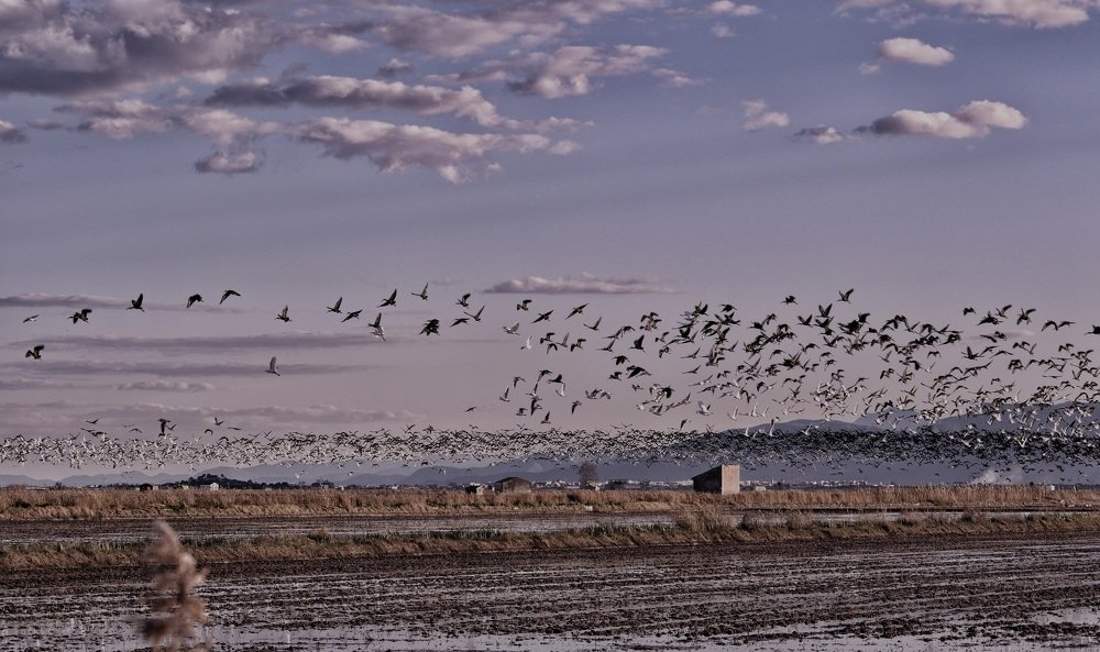 Arrozales en invierno
