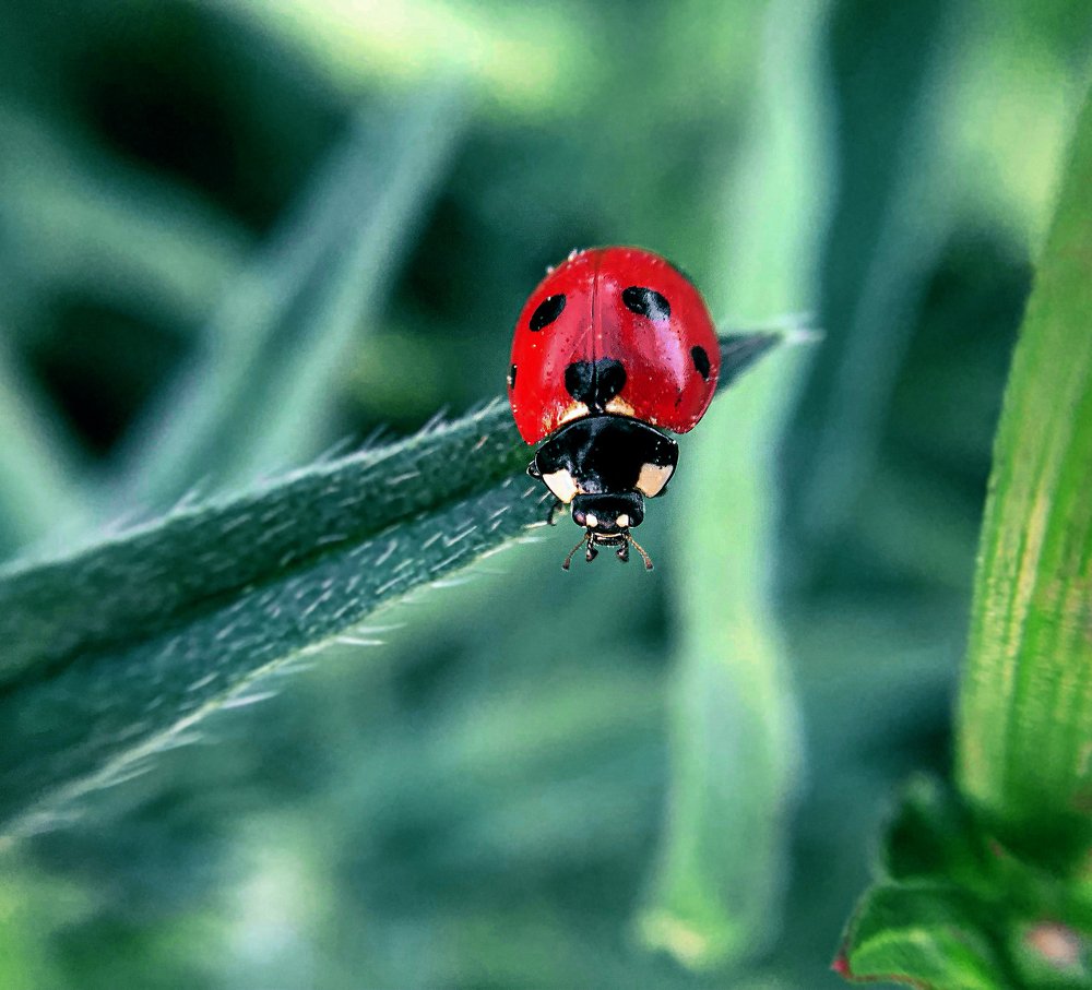 Ladybug