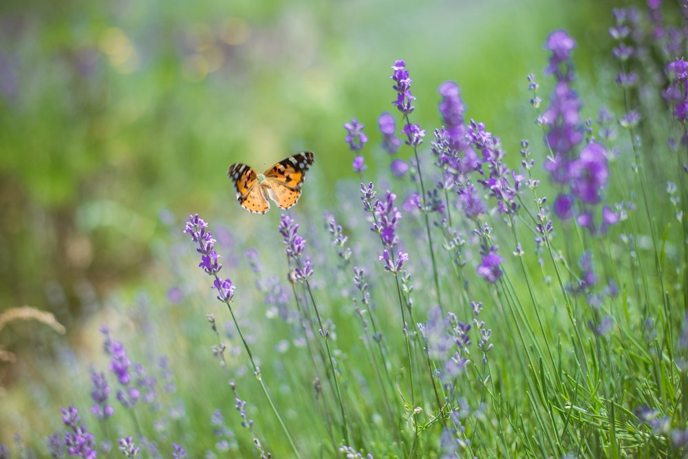 Вдохновение Крымом