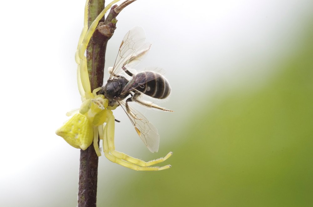Crab Spider