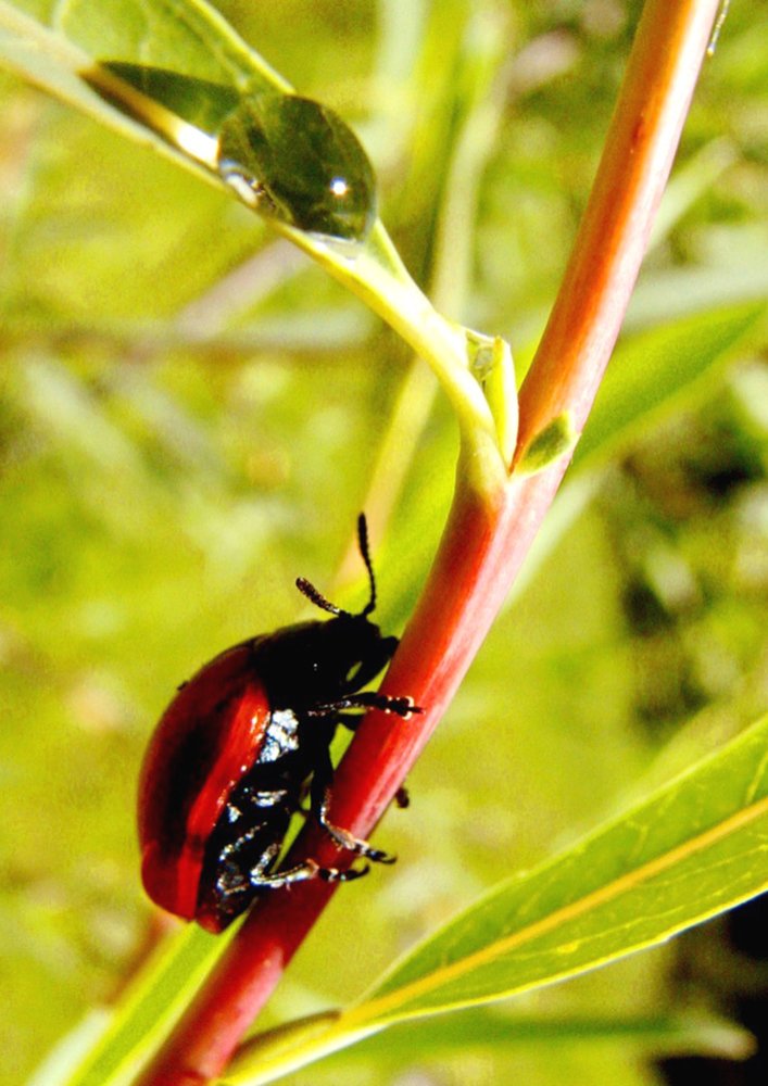 Капля жизни