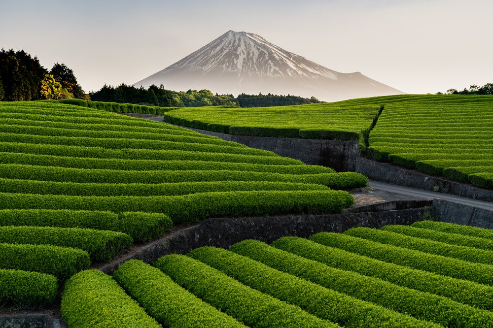 Would you like some Japanese tea?