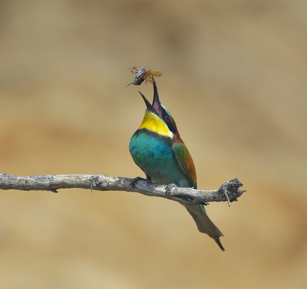 Жук, как предмет мастерства