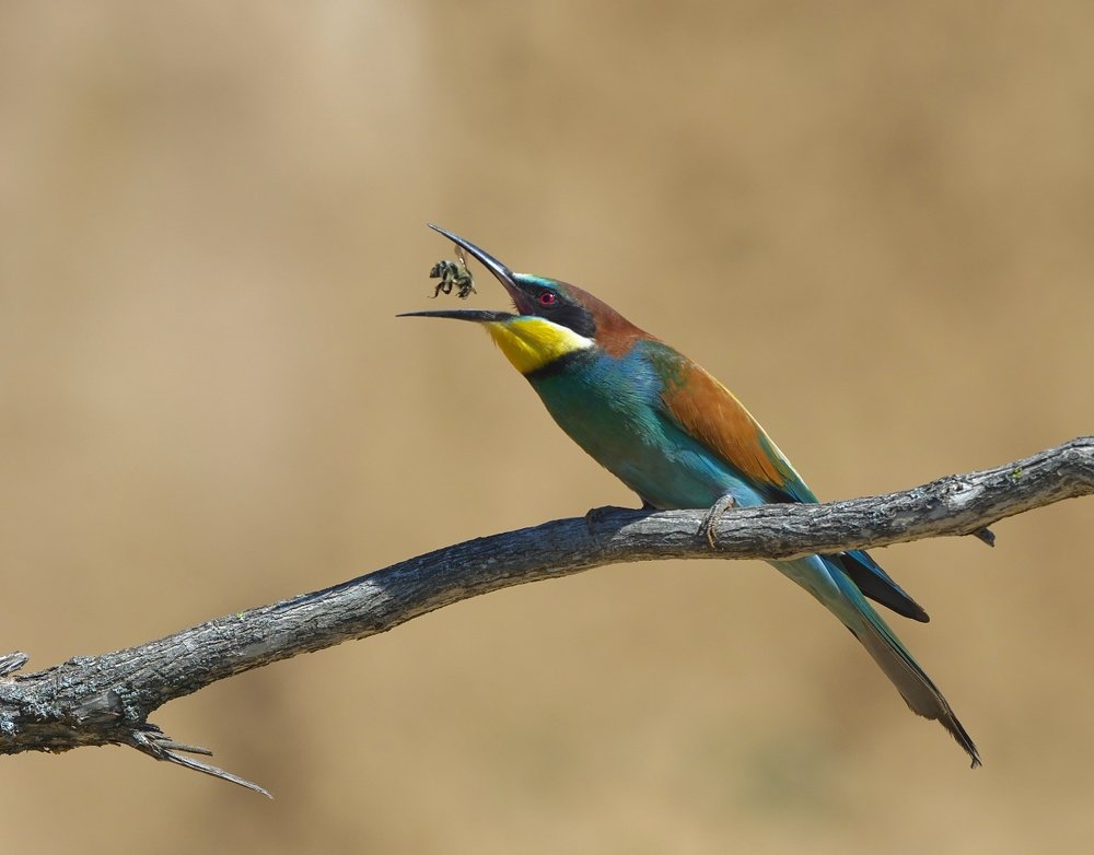 Желанная добыча