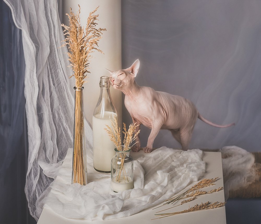 Кот с молоком