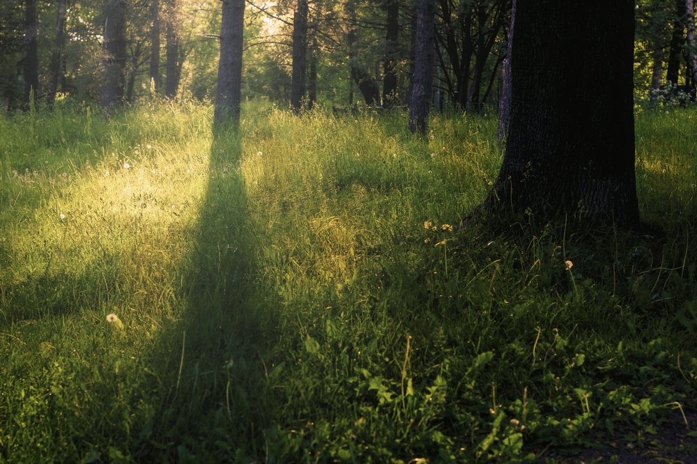 Утро в лесу