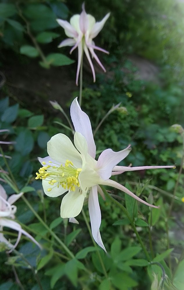 Фотография автора Светлана Дунаева