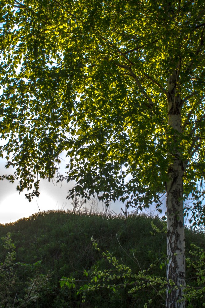 Солнечный день