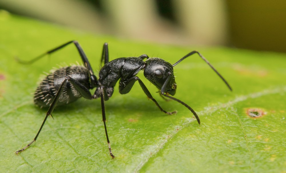 Photograph by Сергей Тригуб