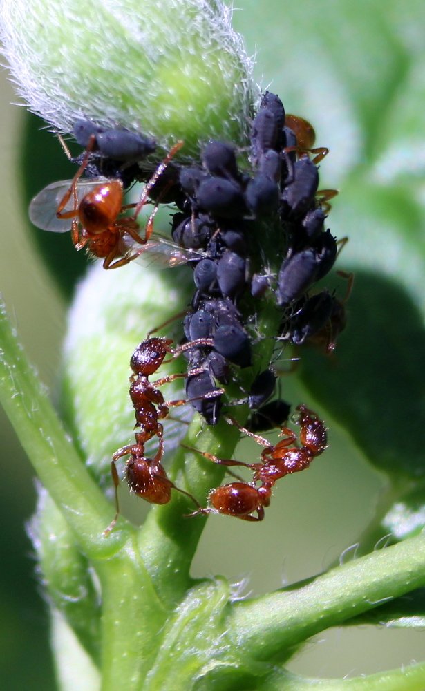 Муравьи и тля