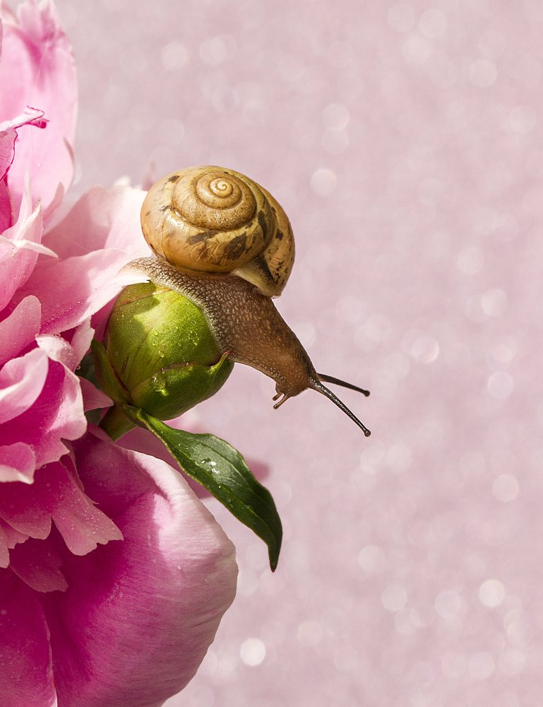 Розовый мир