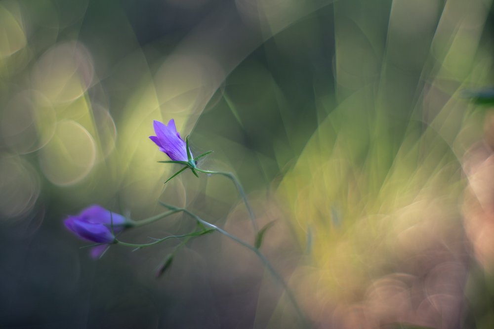 В лесу на закате